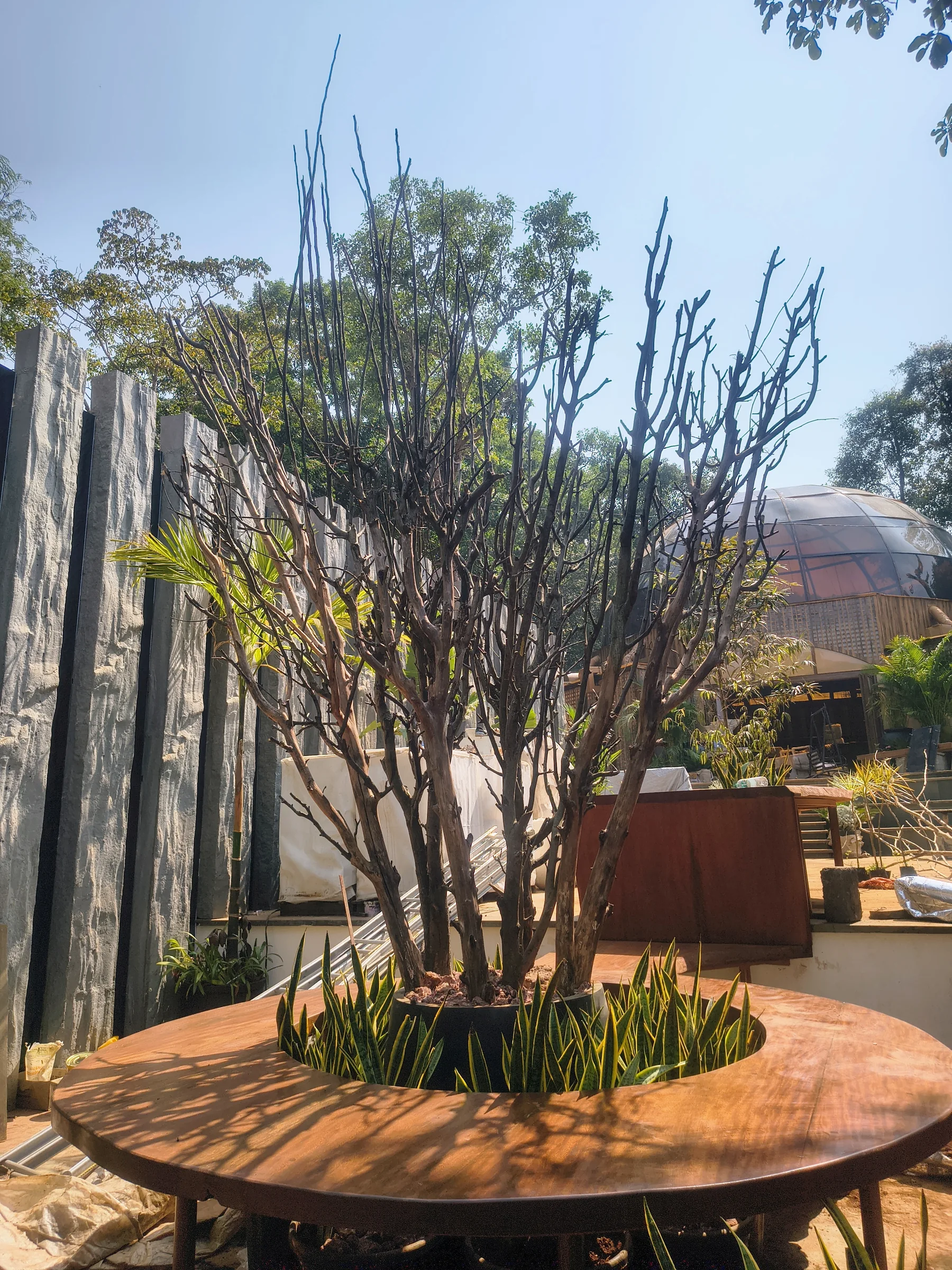 Feature tree with dry planting at SAN GOA, Goa
